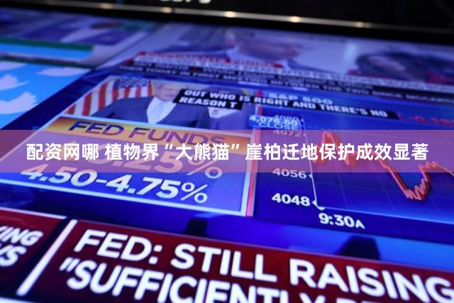 配资网哪 植物界“大熊猫”崖柏迁地保护成效显著